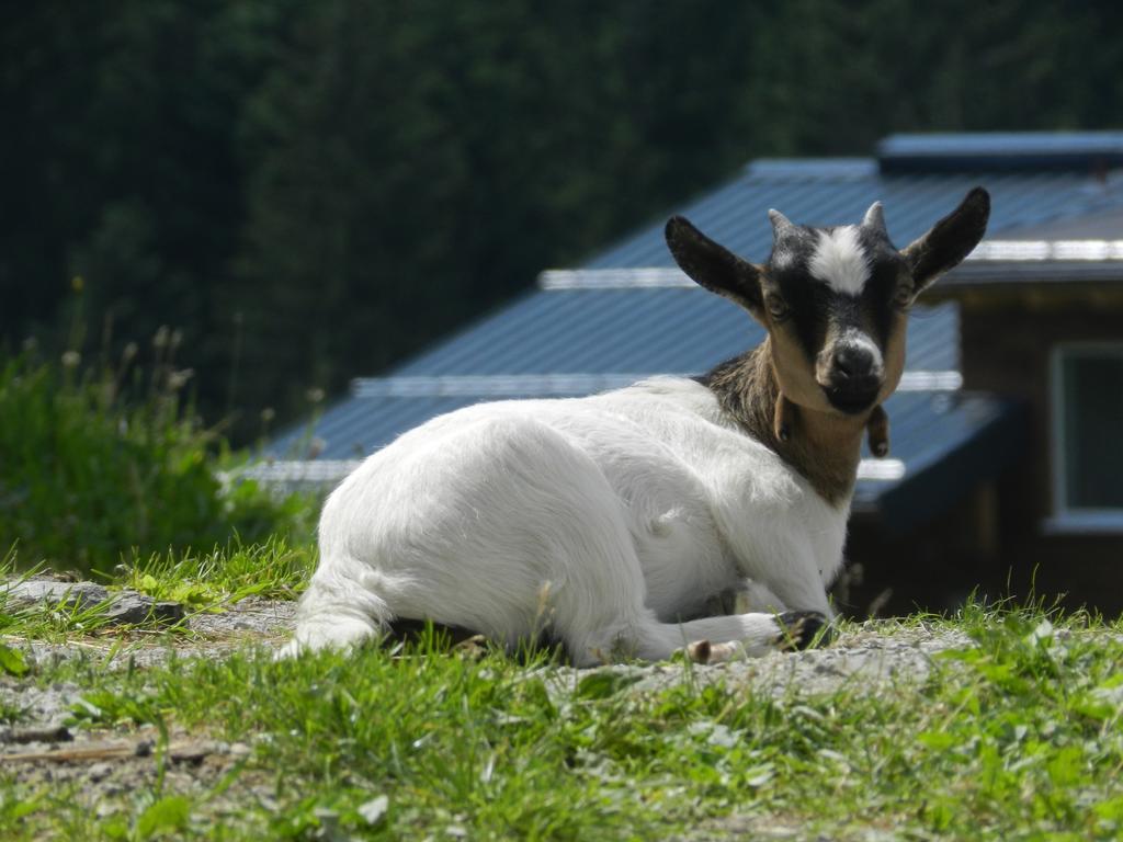 Blasbichlerhof Ramsau am Dachstein Εξωτερικό φωτογραφία
